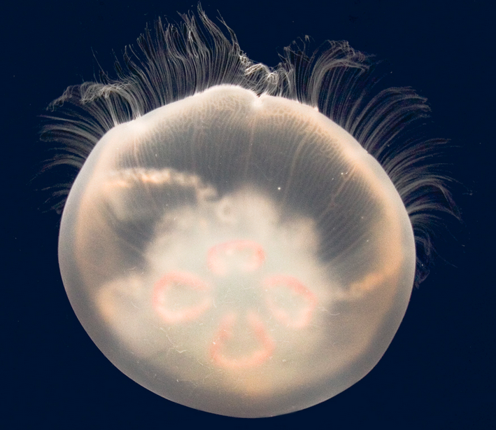 Creation of the world’s first Peanut Butter and Jellyfish Deep Sea News