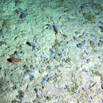 Is the sea floor littered with dead animals due to radiation? No.