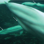 Why do beluga whales have love handles?