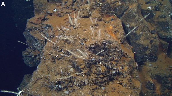 Cladorhiza evae from Lunsten et al. 2014