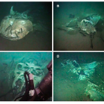 Dead Elasmobranchs on the Seafloor are Not as Appetizing as One Might Assume