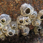 The all seeing, all knowing, eye of upside down barnacles