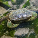 Female Crabs Only Eat Their Own Young When They’re Hungry