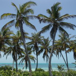 The Atlantic Sun is a potential environmental disaster