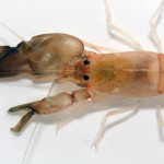 These are a Few of My Favorite Species: Pistol Shrimp