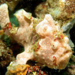 These are a few of my favorite species: Painted Frogfish