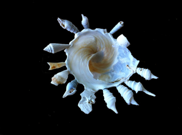 Xenophora pallidula from the Comotes Sea in the Philippines. Photo and shell are from C.R. McClain. Bottom view