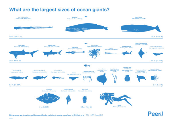 Marine_megafauna_Infographic