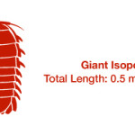 Why isn’t the Giant Isopod larger?