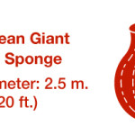 What is the world’s largest barrel sponge?