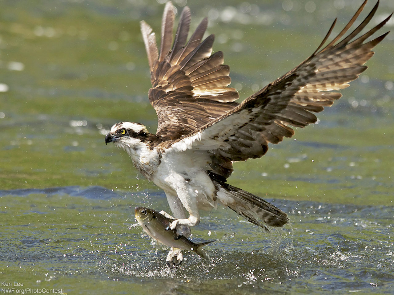 Image result for sea hawk