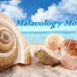 Malacology Monday