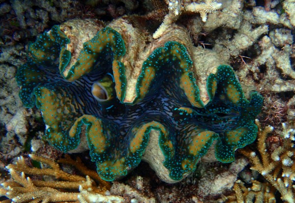 Photo taken at Agincourt Reef, Queensland, Australia by Dr. Helen Taylor/Lobos Marinos International Marine Science.