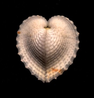True Heart Cockle2