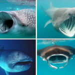 Before Giant Plankton-Feeding Sharks, there were Giant Plankton-Feeding Sharks.