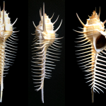 Malacology Monthly: Spines and How to Use Them