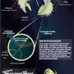 The Art and Anatomy of the Yeti Crab