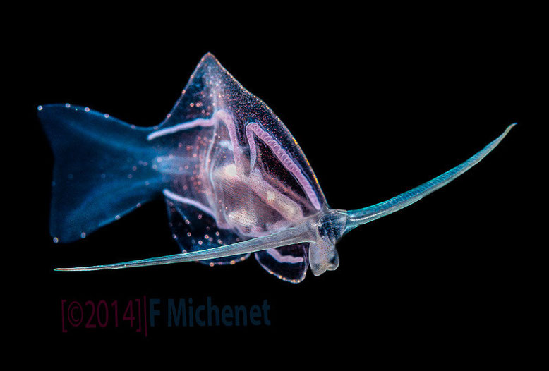 phylliroe-sp-pelagic-nudibranch-night-dive-off-tahiti