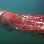 New Video of Giant Squid Surfaces