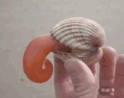 gif cockle foot