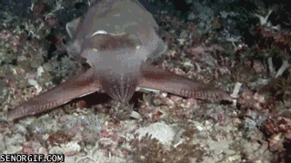 gif cuttlefish1