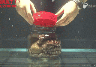 gif octopus jar