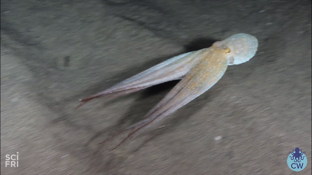gif octopus swim