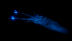 gif squid bioluminescence 1