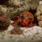 Top 10 GIFs of Ocean Animals Eating Other Animals