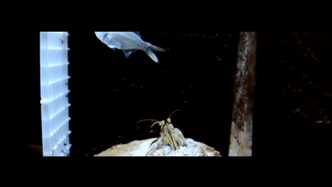 Don’t mess with a mantis shrimp. Stabby stabby. 