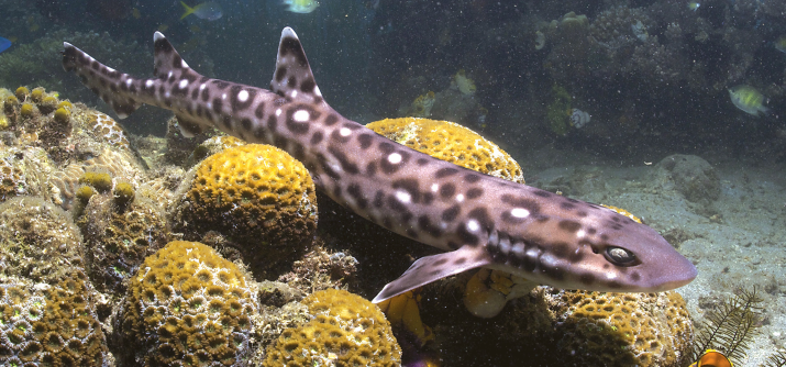 Meet the New Sharks of 2015 | Deep Sea News