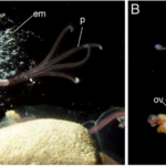How do bone-eating worms eat bones?