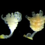 New Research Reveals How to Easily Grow Jellyfish In Captivity