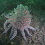 Sunflower Stars: Rulers of the Reef