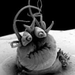 Photoshop Battles with this Image of a Hydrothermal Vent Polychaete Worm