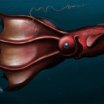 The Lonely Existence of Vampire Squids