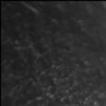 Coelacanth Video