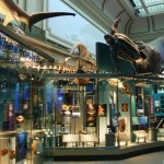 New Hall of the Oceans at the Smithsonian