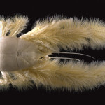 The 27 Best Deep-Sea Species #12: Yeti Crab