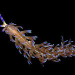TGIF: Spoon Worms and Nudibranchs