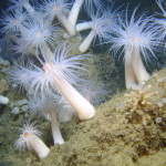 Friday Deep-sea Picture: Actinia anemones (10/10/08)