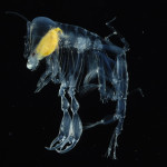 The 27 Best Deep-Sea Species #21: Pram bug, Phronima sp.
