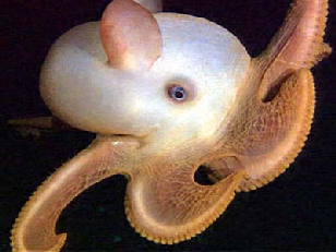 Dumbo octopus