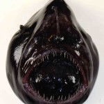 The 27 Best Deep-Sea Species: #19 Black Devil Anglerfish