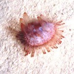 The 27 Best Deep-Sea Species #10: Echinothuriid Sea Urchins