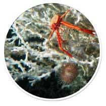 Image from Lophelia.org, a great resource for learning about deep-sea corals.