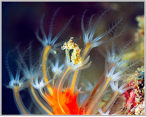 Satomi's pygmy seahorse, one of the world's smallest seahorses.