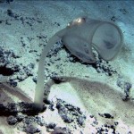 Deep Sea Creatures Are Super Freaks