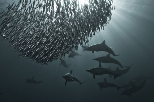 Common dolphins charging a massive shoal of sardines off South Africa