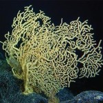 Deep-corals are world’s oldest animal